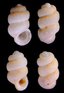 セラタンシリブトゴマガイ (仮称) Arinia dioryx small
