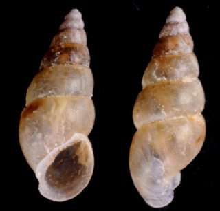 アツクチビルリソツボの仲間 Rissostomia membranacea small