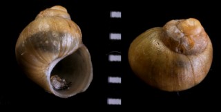 テシオカワザンショウ Assiminea septentrionalis small