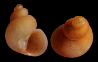 カザリゴマオカタニシ （仮称） Georissa hosei small