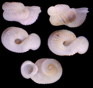 ナナメエントツノタウチ (仮称) Opisthostoma megalomphalum small