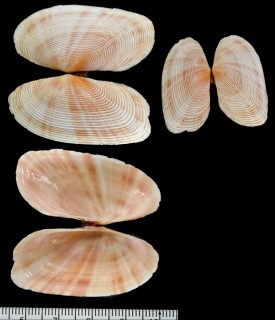 スダレヨシガイ Kermadysmea galatheae small