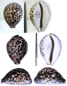 ハワイホシダカラ Cypraea tigris schilderiana small