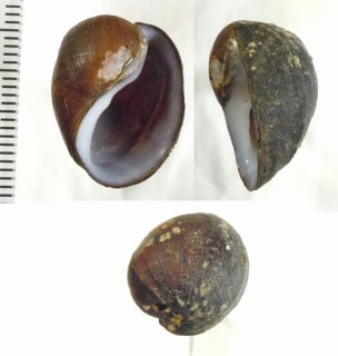 イグアスモノアラガイ (仮称) Chilina iguazuensis small