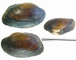 アマゾンヌマガイ Anodontites trapesialis small