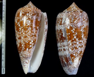 インドタガヤサンミナシ Conus textile ponderosa small