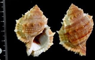 ヒメヤスリミヤコボラ Bufonaria subgranosa small