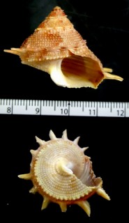 バーチカンス Bolma henica small