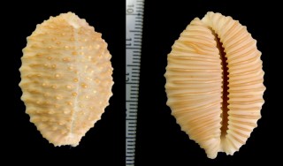 スッポンダカラ Nucleolaria granulata granulata small