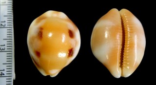 ゴバンダカラ Luria tessellata tessellata small