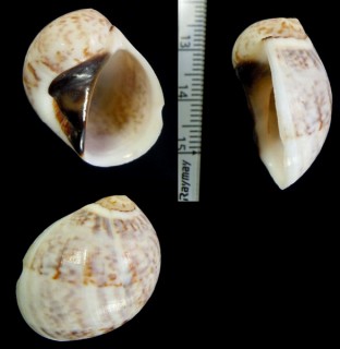 ネズミガイ Mammilla simiae small