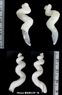 セワリミミズガイ Tenagodus lactea small