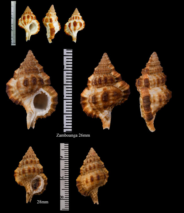 フシダカウネボラ Gyrineum bituberculare small