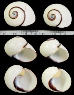 ヘリトリコダママイマイモドキ (仮称) Polymita picta nigrolimbata var fulminata small