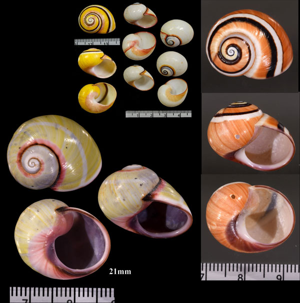 アカヘソコダママイマイ Polymita picta roseolimbata small