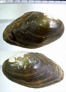 ジュパラナヌマガイ (仮称) Anodontites juparana small