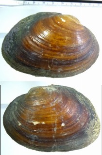 アルゼンチンヌマガイ Diplodon delodontus small