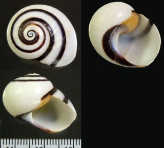 クロオビコダママイマイ Polymita picta nigrofasciata small