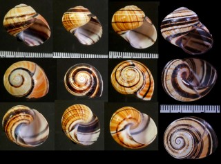 カズマキコダママイマイ Polymita picta multifasciata small