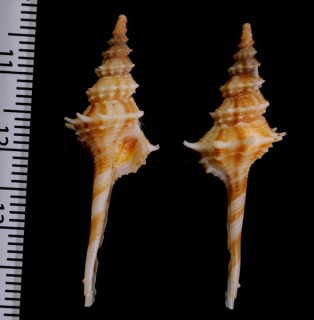 ピニコライトグルマ (仮称) Fustifusus pinicola small