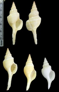 カレドニアツヤミクリ (仮称) Euthria solifer small