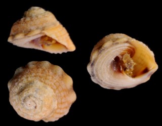 キンスジヒナノウラウズ Peasiella roepstorffiana small