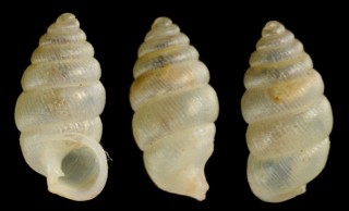 イシマキゴマガイ Diplommatina kiiensis ishimakiensis small