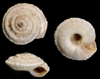 スプラットオカウズマキ (仮称) Trochoidea spratti spratti small