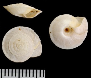 アーラプシオカウズマキ (仮称) Trochoidea gharlapsi small