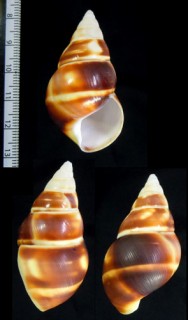 フロリダベッコウイトヒキマイマイ (仮称) Liguus fasciatus testudineus var. floridanus small