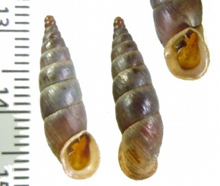 アオミロマーニャギセル (仮称) Alopia livida livida small