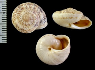 スジイリウォールコマイマイ (仮称) Marmorana muralis costulata small