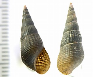 オガサワラカワニナ Semisulcospira boninensis small