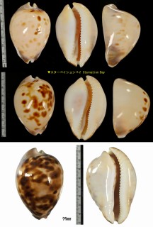 ピンクメンコイダカラ Zoila venusta roseopunctata small