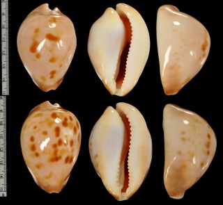 スハダダカラ Zoila venusta thatcheri small