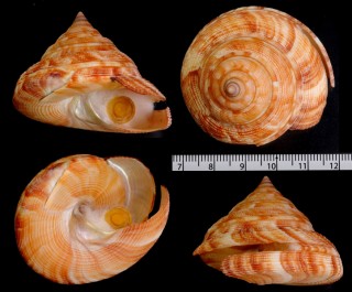 ヒメオキナエビス Perotrochus quoyanus small