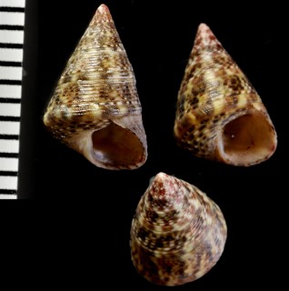セイヨウチグサ Jujubinus striatus striatus small
