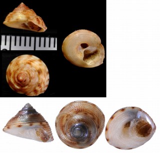 ハグルマシタダミ Enida japonica small