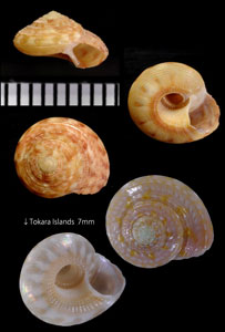 オヨギシタダミ　泳ぎ細螺 Ethminolia nektonica small