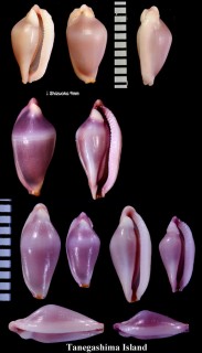 トガリアヤメケボリ Crenavolva cupis small
