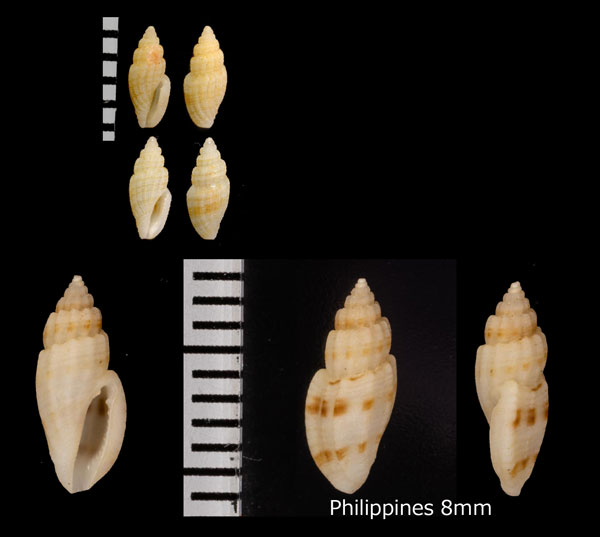 フタオビマダラコトツブ Eucithara harpellina small