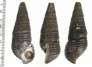 マカパカワニナ （仮称） Doryssa macapa small