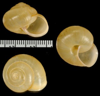 ドイツブドウマイマイ Fruticicola fruticum small