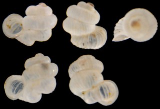 パウルッチエントツノタウチ (仮称) Opisthostoma paulucciae small