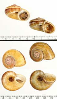 ブルジャヤマタニシ (仮称) Aperostoma brujense small