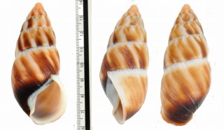 コゲアフリカマイマイモドキ (仮称) Pseudachatina connectens colorata small