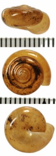 カドバリスマトラベッコウ (仮称) Dyakia sp. small