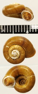 ヤクシマヤマクルマ Spirostoma japonicum yakushimanum small