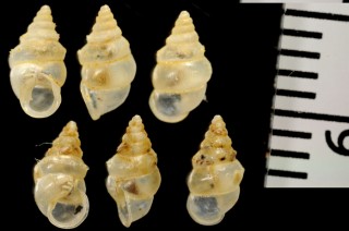 ウストゲゴマガイ (仮称) Diplommatina bicoronata bicoronata small