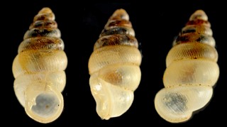 オオコベルトゴマガイ Diplommatina ampla small